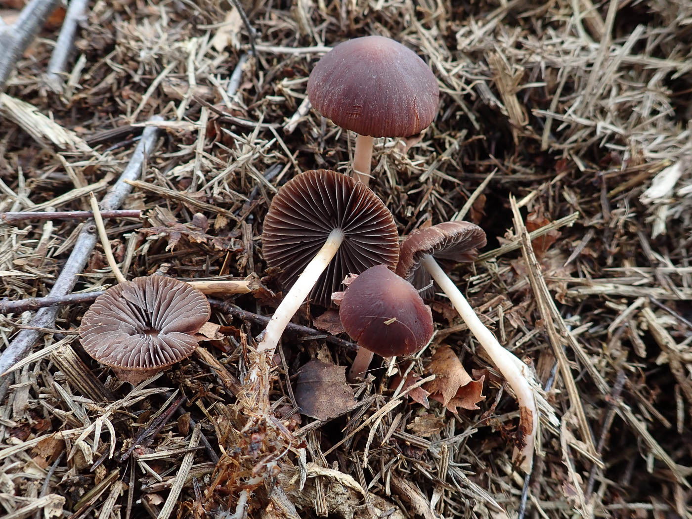 Photo by Penny Cullington Psathyrella bipellis by Penny Cullington